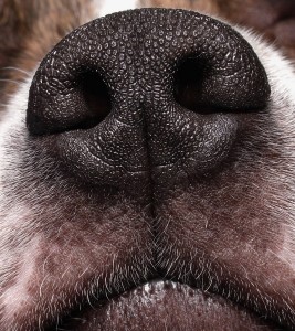Dog_nose