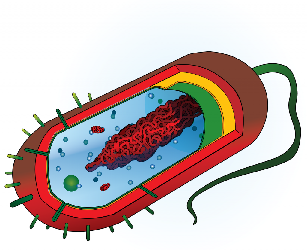 bacteriumwithflagellum