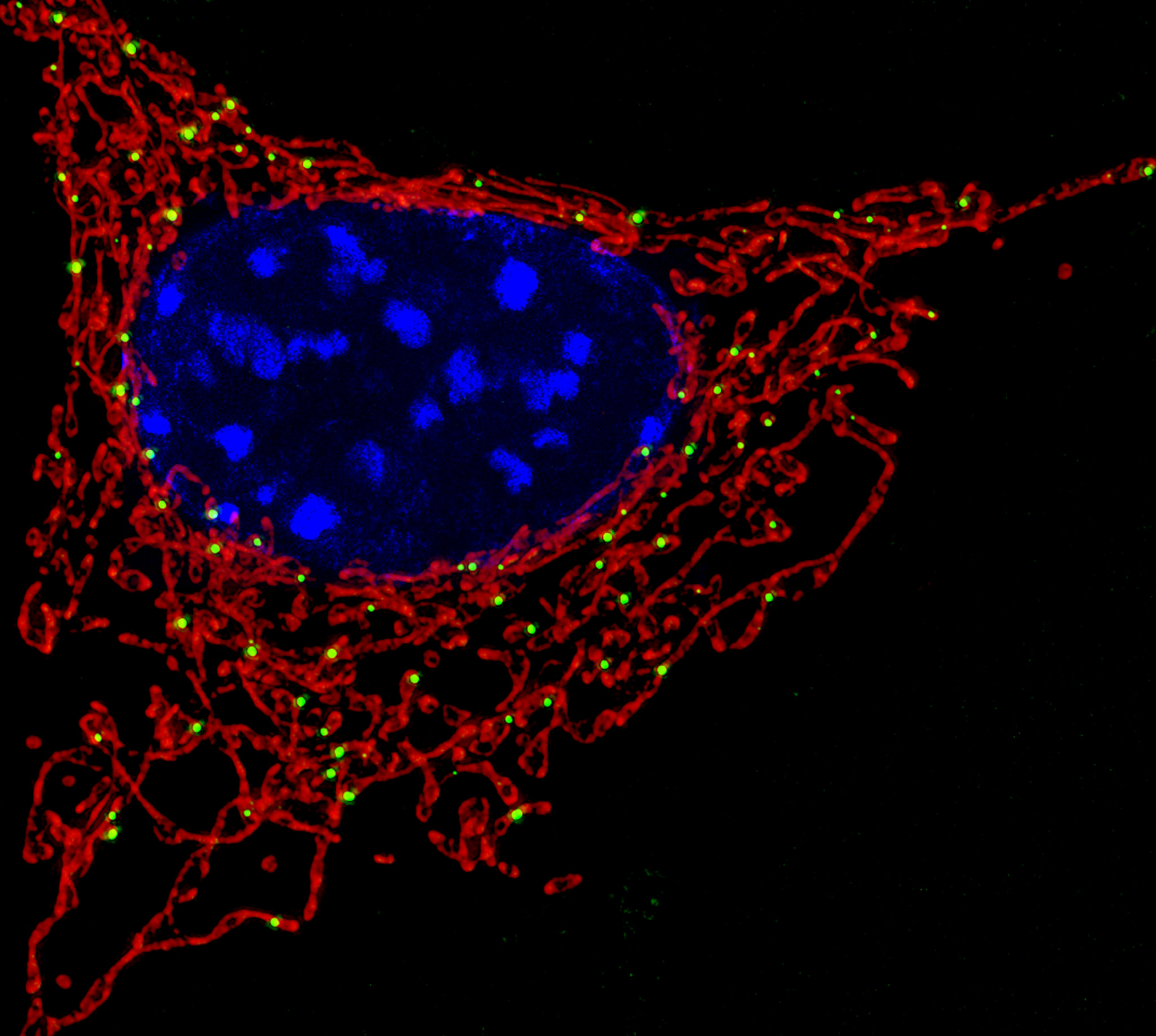 What Is The Principal Role Of The Mitochondria In Cells Responses