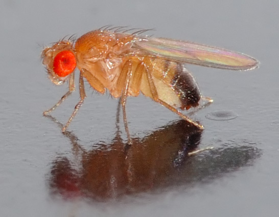 Dangers of Mating: Immune Anticipation Protects Fruit Flies