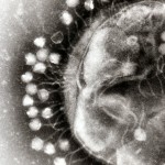 A Sticky Relationship: Mucus and Friendly Viruses
