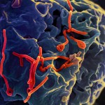 Ebola Vaccines: The cAd3-EBO Phase I Trial Yields Promising Results