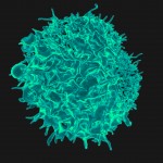 A "Priming" Mechanism Contributes to Immunological Memory in T Cells