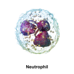 A New Role for Neutrophils: Helping with Nerve Regeneration Following Injury